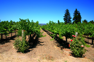 sonoma and napa valley, california