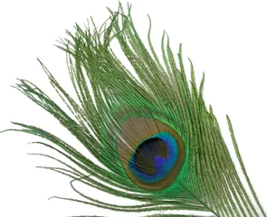 Fotobehang peacock feather © MPerez