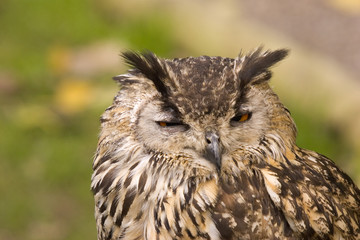 eagle owl