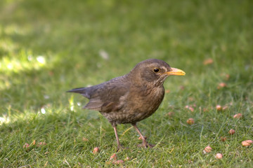 female blackbird