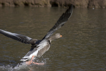 goose taking off