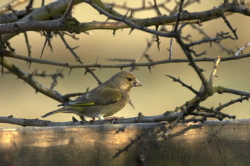 greenfinch feeding