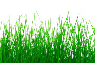 grass