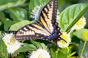 swallowtail butterfly