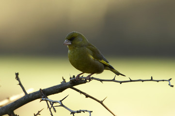 greenfinch