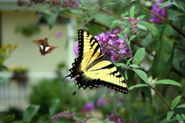 swallowtail and friend