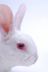 bunny looking at the camera