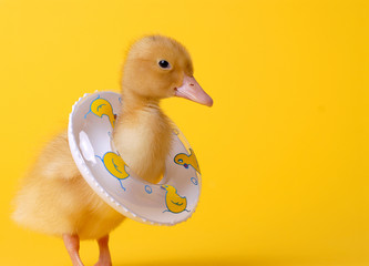 safety duck