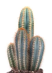 Crédence de cuisine en verre imprimé Cactus cactus