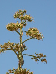 agave