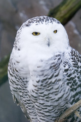 Obraz premium snowy owl