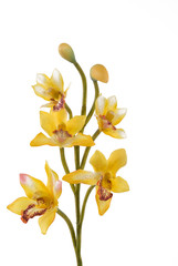 orchid