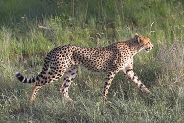 cheetah