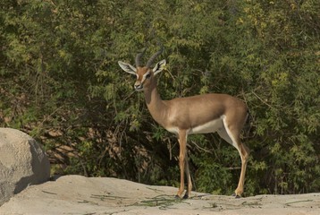 oryx standing on a rock