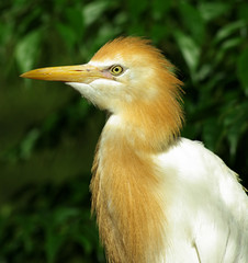 cattle egret