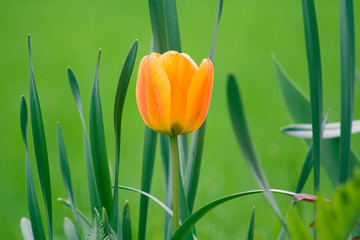 ao_060427_0758.cr2.dng tulpe