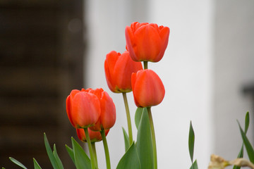 ao_060427_0770.cr2.dng tulpe