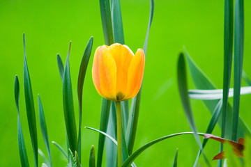 ao_060427_0767.cr2.dng tulpe