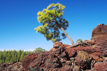 lonely tree