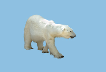 white bear