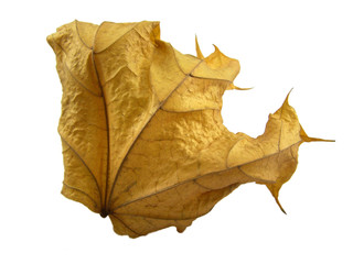 maple sheet