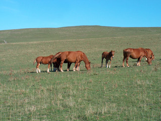 cavalli