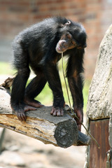 young chimpanzee on a tree