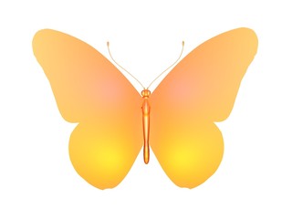 butterfly papillon jaune