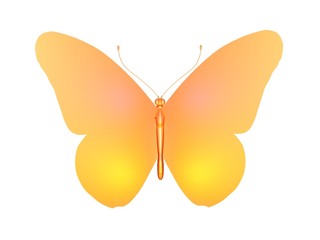 butterfly papillon jaune © Ericus