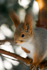 squirrel