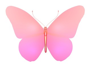 papillon pink butterfly