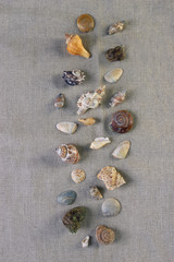 stones and cockleshells on background