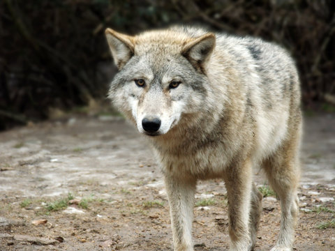 loup