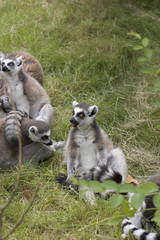 lemur community