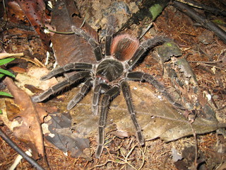 vogelspinne (Theraphosidae) im Amazonas Regenwald, Brasilien