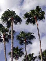high palm trees