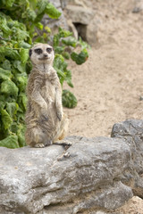 meerkat on rocks