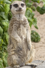 meerkat portrait