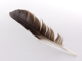 feather