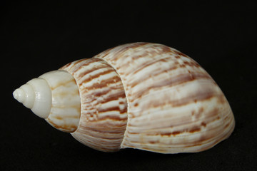 snail shell