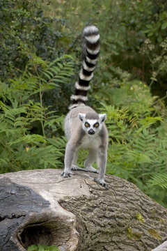 ring-tailed lemur on tree stump