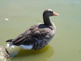 oie au parc de branféré