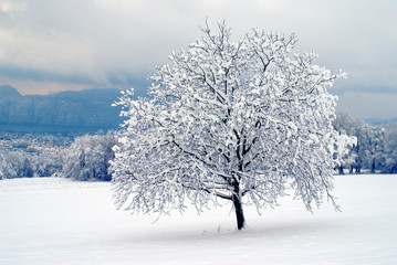 Fototapeta na wymiar Drzewo pod śniegiem