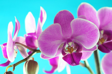 Naklejka na ściany i meble orchid series