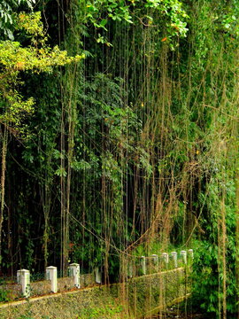 Jardín botánico de Bogor en Jakarta ( Indonesia, Asia)
