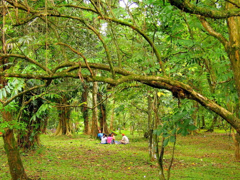 Jardín botánico de Bogor en Jakarta ( Indonesia, Asia)
