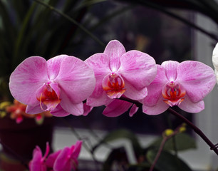 pink and orange orchid