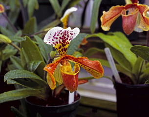 multi colored orchid