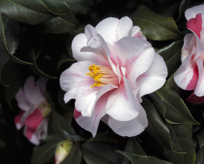 white and pink camillia