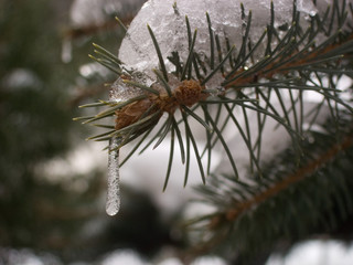 icicle # 3